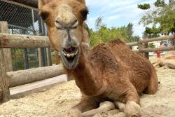 Ťaví pohľad v hoteli Fanar. Omán.