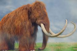 mamut