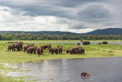 Národný park Minneriya, Srí Lanka