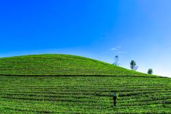 Zelený čajový svah a modré nebo v Indii.