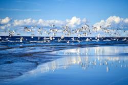 Pláž Jurmala neďaleko Rigy. Lotyšsko. Foto: unsplash.com