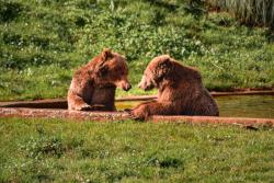 Medvede v parku. Cabarceno. Španielsko. Foto: unsplash.com