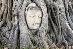 kamenná socha - hlava Budhu v Ayuttaya. Thajsko. Foto: unsplash.com