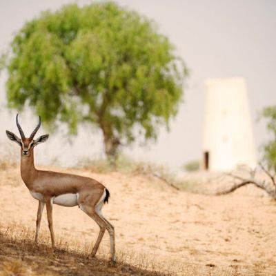 Púšť a gazela v Spojených arabských emirátoch. SAE.