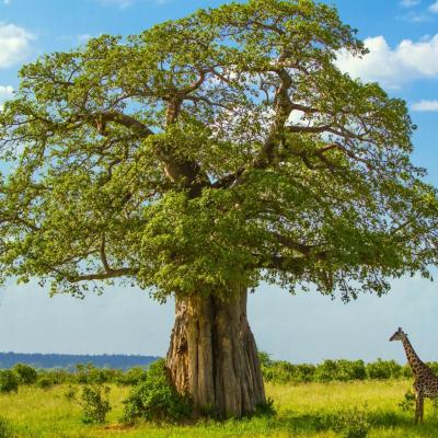 Žirafa a baobab v tanzánii