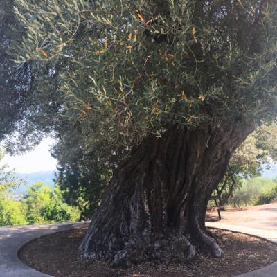 Stará oliva.