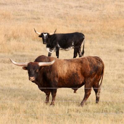 Kanadská préria a pasúci sa dobytok.