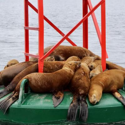 Tulene ležiace na železnom stojane a voda v okolí.