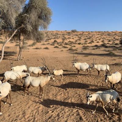 Púšť a oryxy v Spojených arabských emirátoch. SAE.