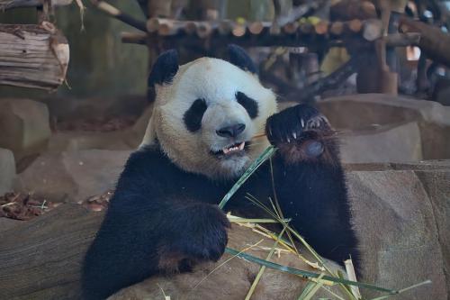 Čína - Zlatý trojuholník