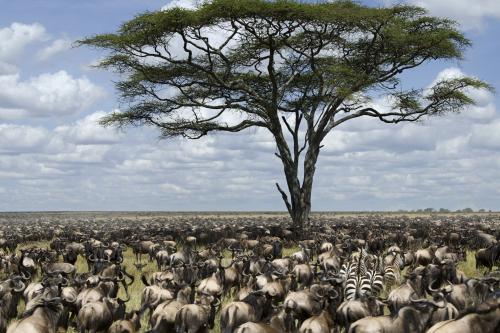 Zanzibar - safari v NP Ngorongoro a Serengeti