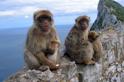 Kolónia opíc, Gibraltar, poznávací zájazd, Španielsko