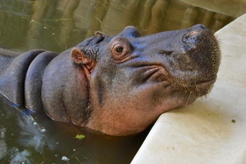 Tropikárium Budapešť, poznávací zájazd