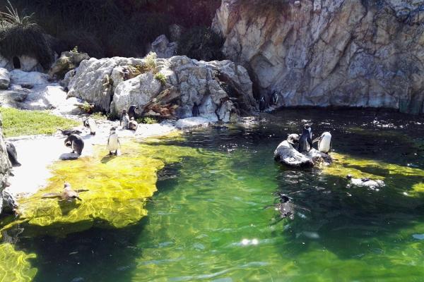 Schönbrunn Zoo a Zámok - 