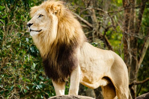 Dánsky Legoland, Givskud ZOO, Lalandia