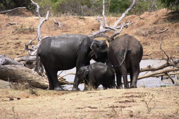 Kúpanie slonov v Pinnawale