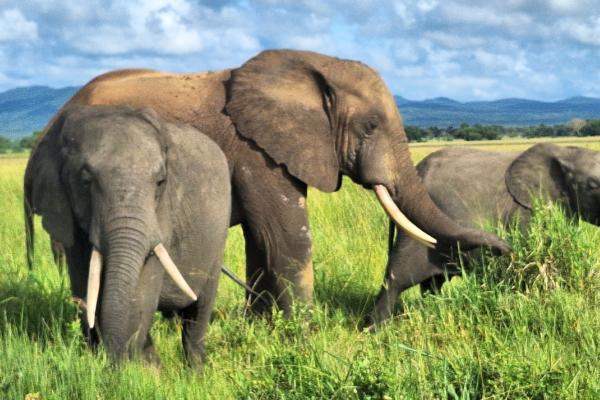 Zanzibar - safari v NP Mikumi a Stone Town s pobytom pri mori