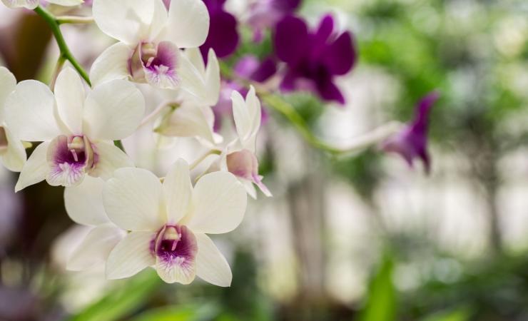 Výstava orchideí v kláštore Klosterneuburg