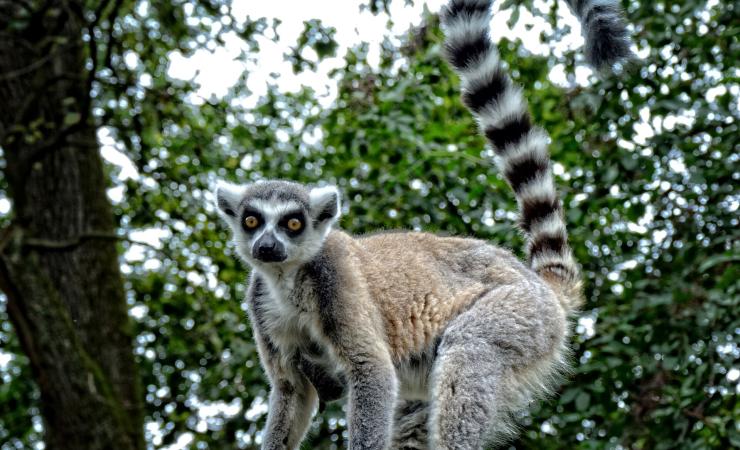 Madagaskar - kráľovstvo lemurov a Mórica Beňovského