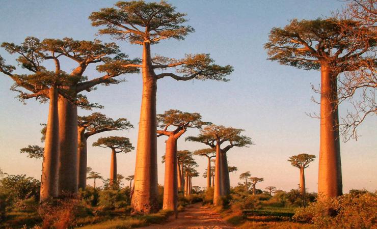 Madagaskar - kráľovstvo lemurov a Mórica Beňovského