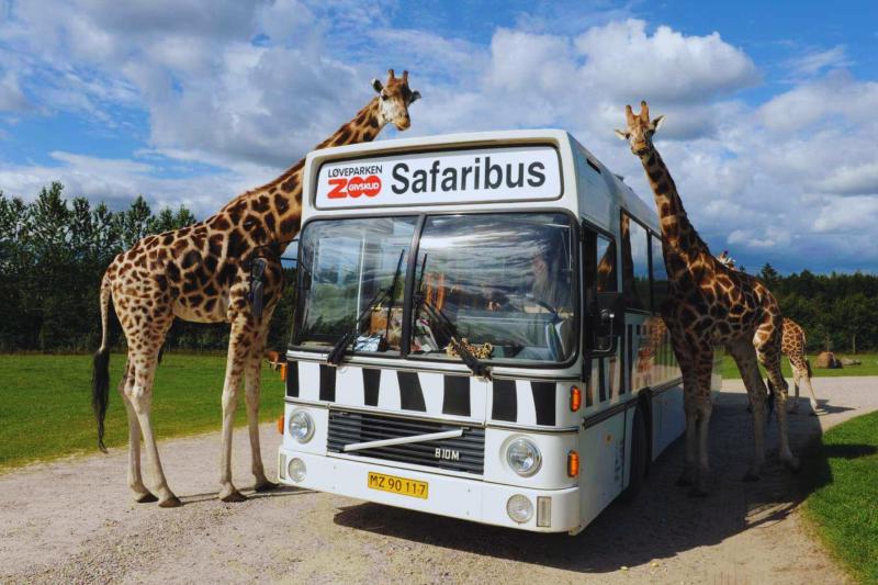Safari park v Give, Dánsko