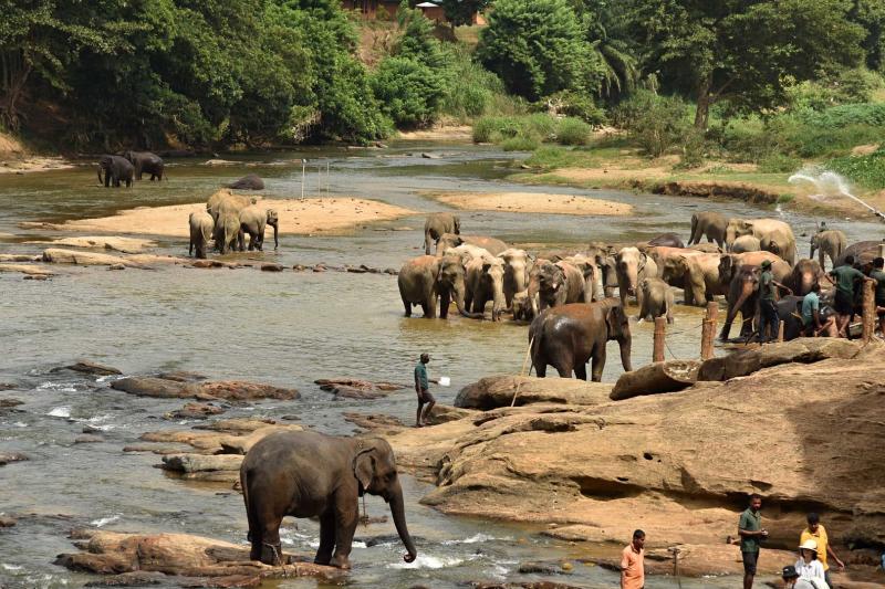 Národný park Minneriya, Srí Lanka