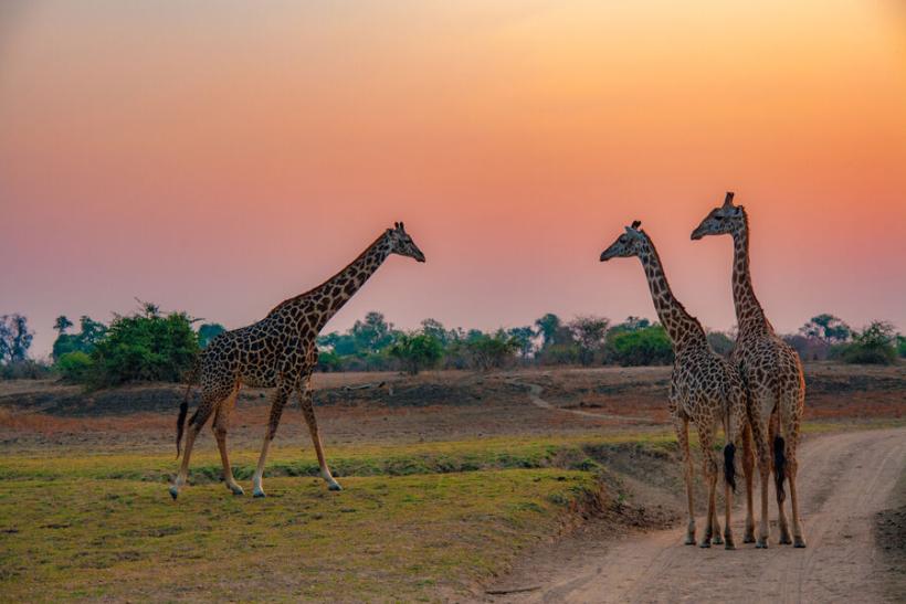Tanzánia v rytme safari a oddych na exotickom Zanzibare