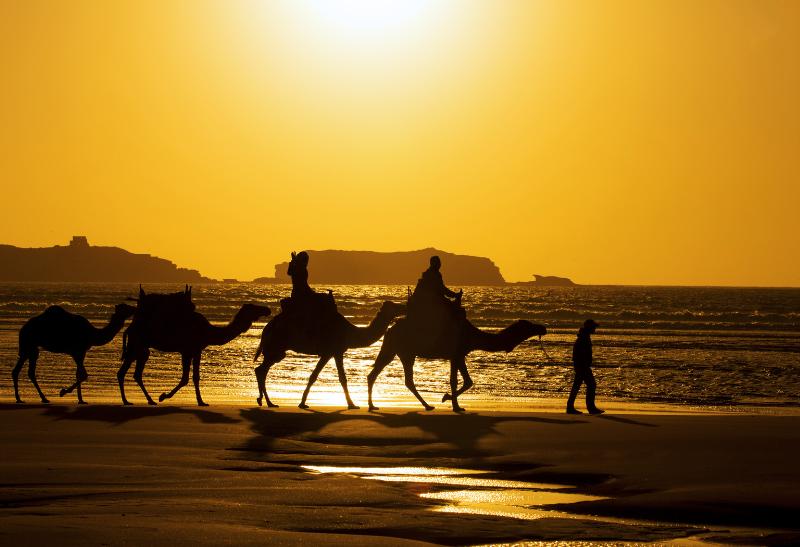 Ťavy na pláži pri západe slnka v meste Essaouira.