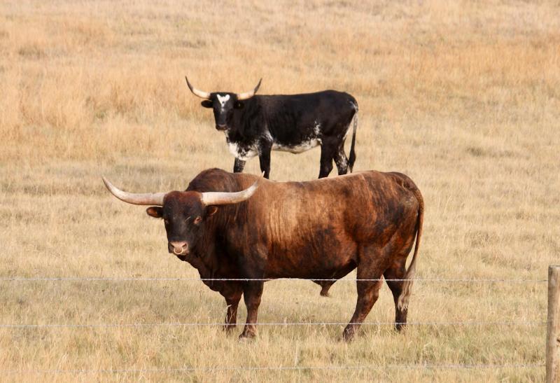 Kanadská préria a pasúci sa dobytok.