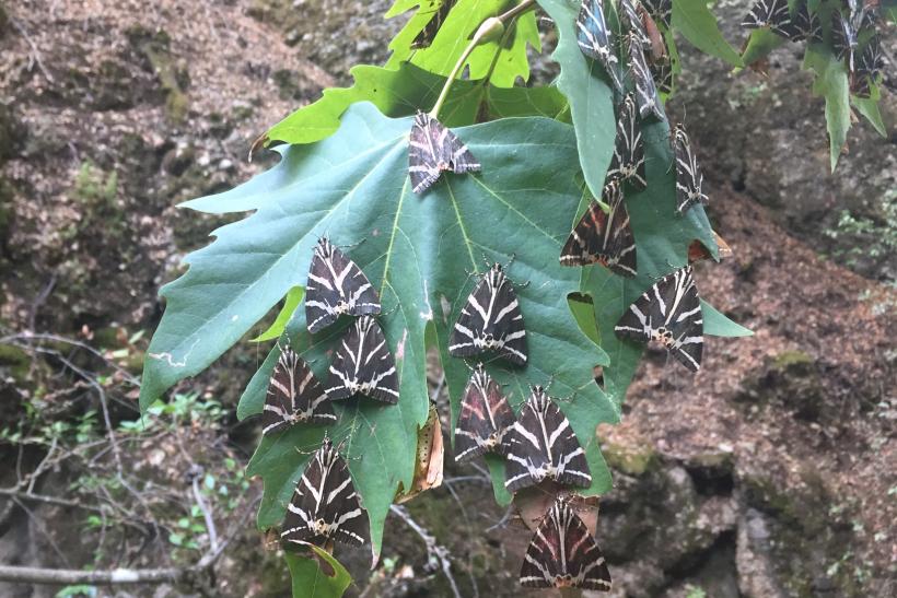 Motýle Callimorpha quadripunctaria na skale v lese