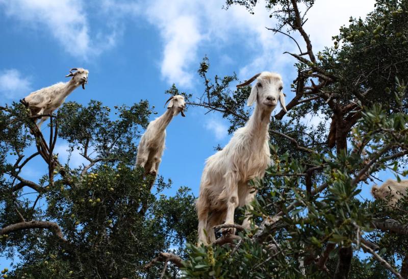 Biele kozy na konároch arganového stromu.