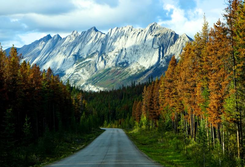 Scénická cesta medzi stromami a vysokými horskými masívmi v pozadí.