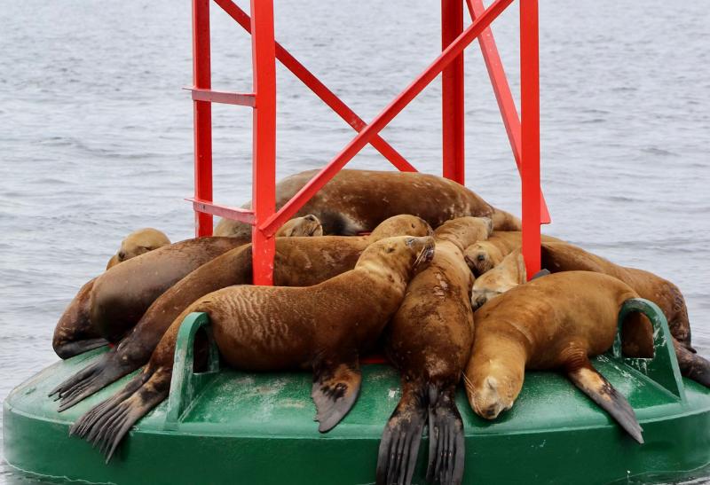 Tulene ležiace na železnom stojane a voda v okolí.