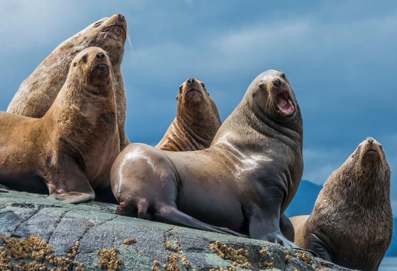Skupina tuleňov na skale.