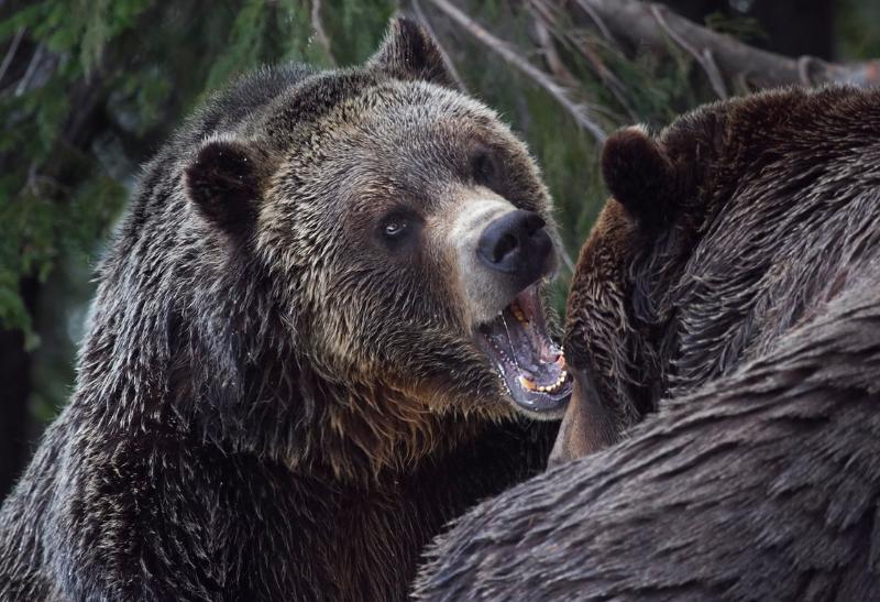 Grizly v prirodzenom prostredí Kanady.