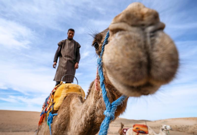 Ťava na púšti v Maroku.