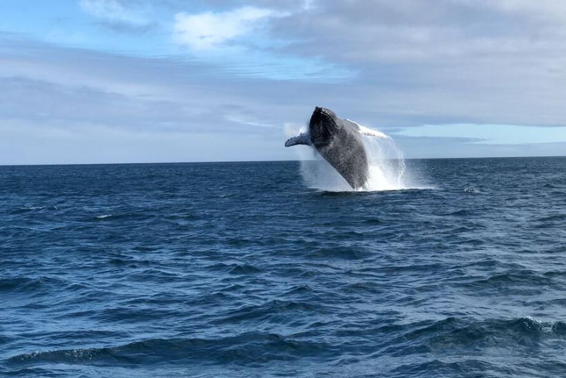 Veľryba pri ostrove Santa Cruz.