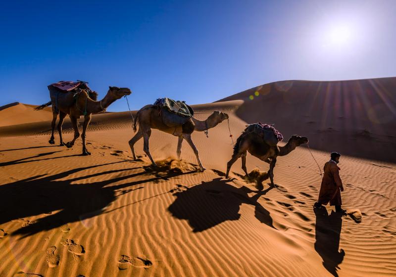 Ťavy na pieskových dunách. Erfoud, Maroko. Foto: unsplash.com