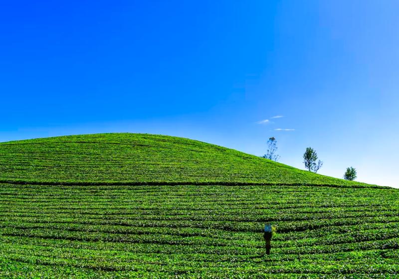 Zelený čajový svah a modré nebo v Indii.