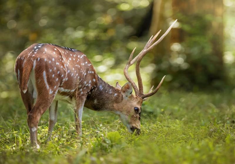 Pasúci sa jeleň v trávnatom poraste v Indii.