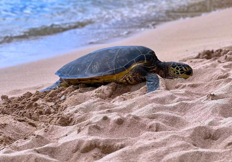 Morská korytnačka na pláži. Foto: unsplash.com