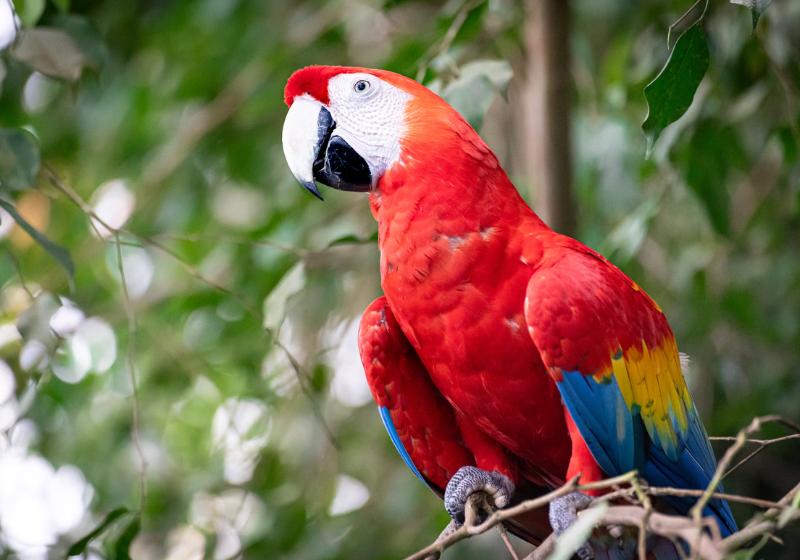 Červeno modrý papagáj v Randers. Dánsko. Foto: unsplash.com