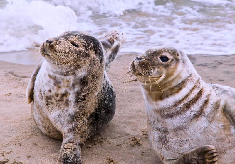 Dva tulene a pieskovej pláži. Dánsko. Foto: unsplash.com